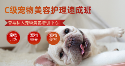 南京C级宠物美容护理速成班