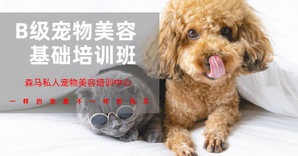 南京B级宠物美容基础培训班