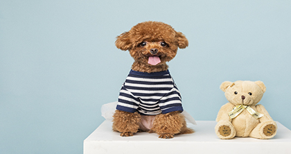 南京宠物萌系造型教学班