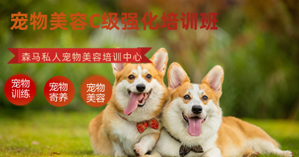 南京宠物美容C级强化培训班