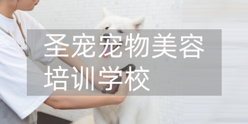北京圣宠宠物美容学校 北京圣宠宠物美容学校