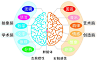 左右脑功能图