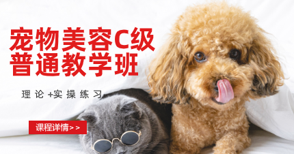 东莞宠物美容C级普通教学班