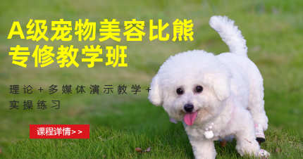 东莞东城A级宠物美容比熊专修教学班