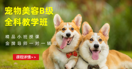 东莞东城宠物美容B级全科教学班