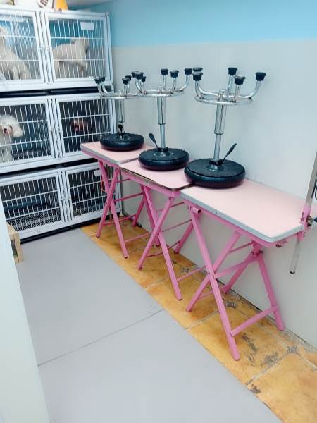 郑州深爱宠物美容培训学院