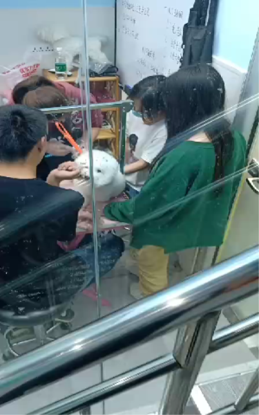 郑州深爱宠物美容培训学院