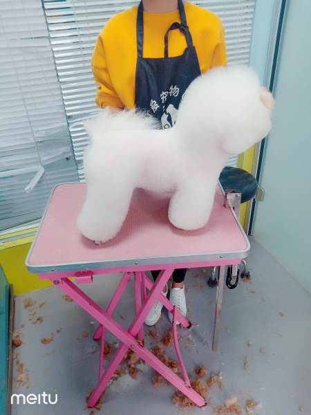 郑州深爱宠物美容培训学院