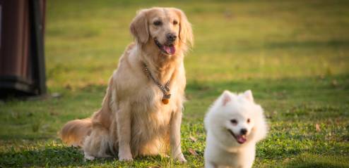 c级宠物美容师培训