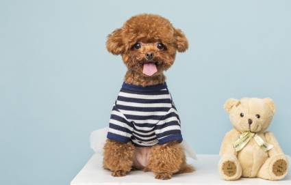 c级宠物美容师学习班