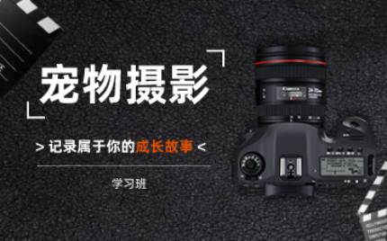 合肥宠物摄影学习班