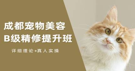 成都宠物美容B级精修提升班