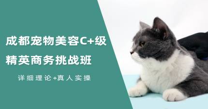 成都宠物美容C+级精英商务挑战班