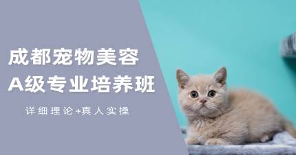 成都宠物美容A级专业培养班
