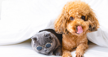 福州宠物美容师C级速成班