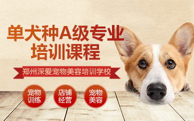 郑州单犬种A级专业培训课程