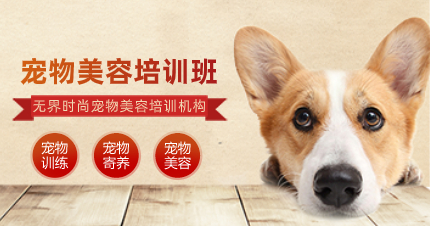 武汉宠物美容专业C2学习课程