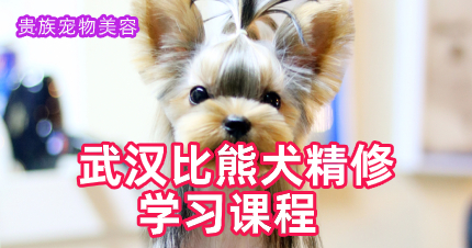 武汉比熊犬精修学习课程