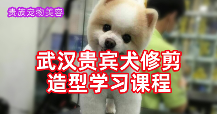 武汉贵宾犬赛级修剪造型A级学习课程