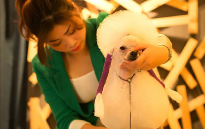 武汉贵宾犬赛级修剪造型A级学习