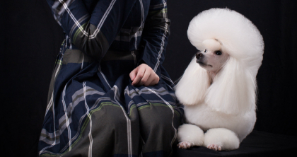 贵宾犬赛级修剪造型A级学习课程