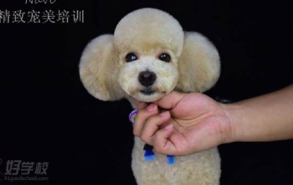 武汉宠物美容师C级零基础学习课程 (2)