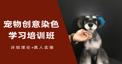 武汉宠物创意染色学习课程