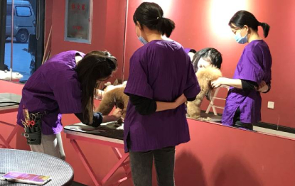 宠物创意染色学习课程