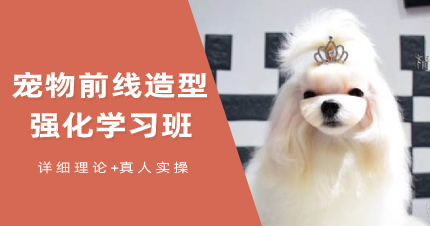 武汉宠物前线造型强化学习课程