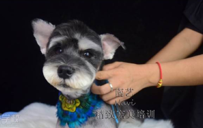 宠物前线造型强化学习课程