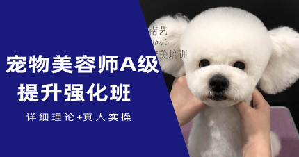 武汉宠物美容师A级提升强化班