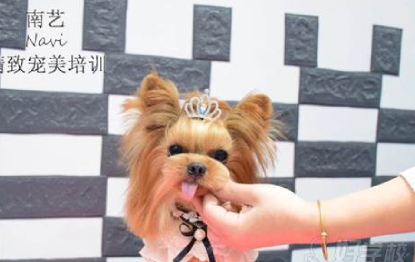 宠物美容师A级提升强化班