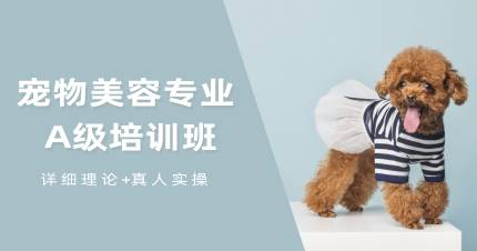 成都宠物美容专业A级培训班