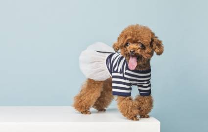 成都宠物美容专业A级培训班