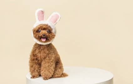 成都宠物美容专业B级培训班 成都宠物美容专业B级培训班