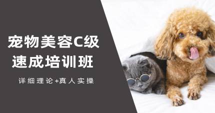 成都宠物美容C级速成培训班