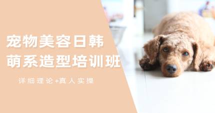 成都宠物美容日韩萌系造型培训班