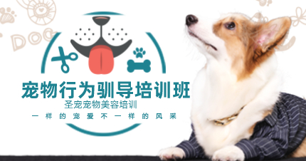宠物行为驯导配图