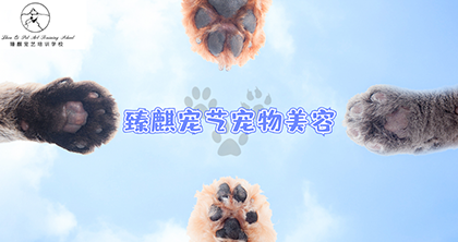 苏州臻麒宠艺宠物美容培训中心