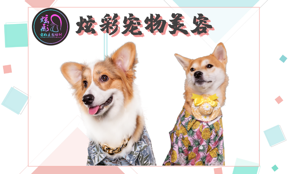 苏州炫彩宠物美容培训学院