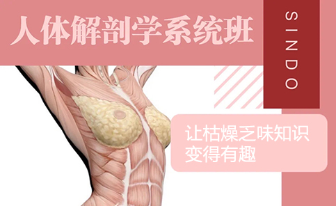 人体解剖学系统班 人体解剖学系统班