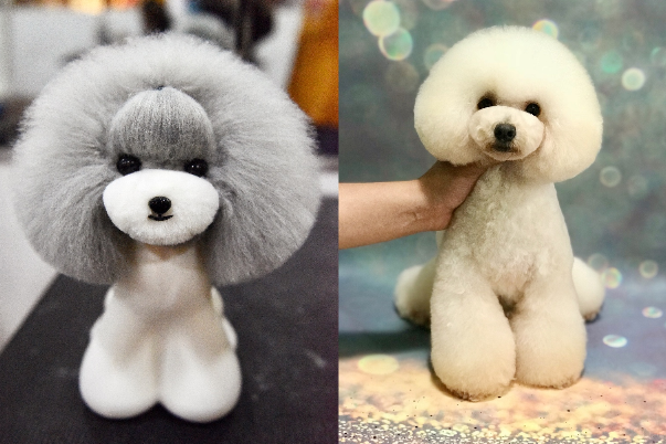 宠物美容介绍 宠物美容介绍