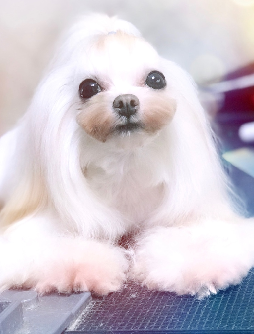 发展前景 发展前景