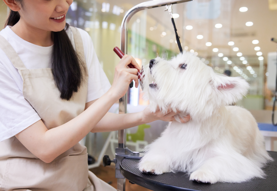 宠物美容