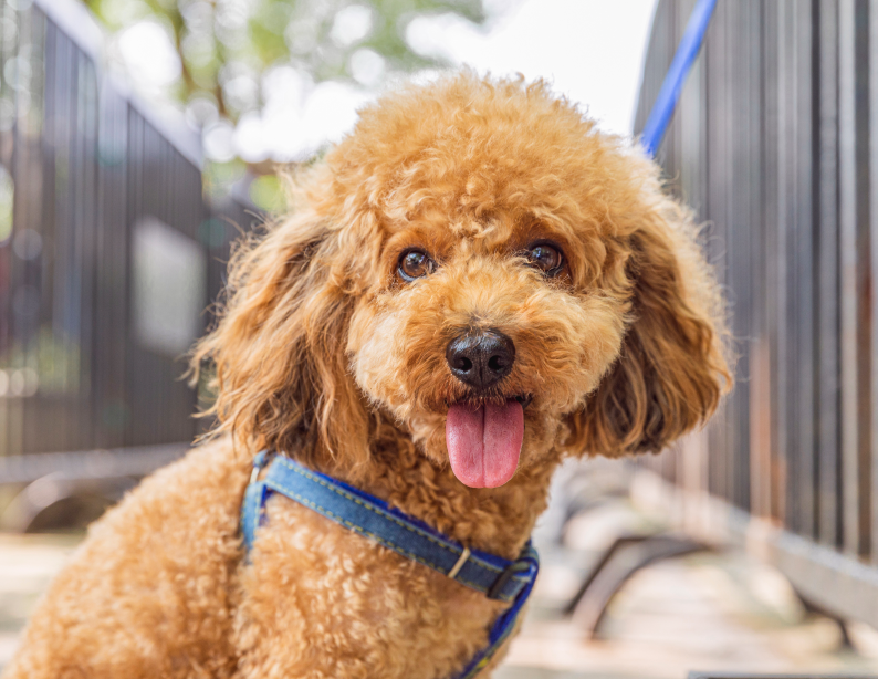 宠物美容B级培训