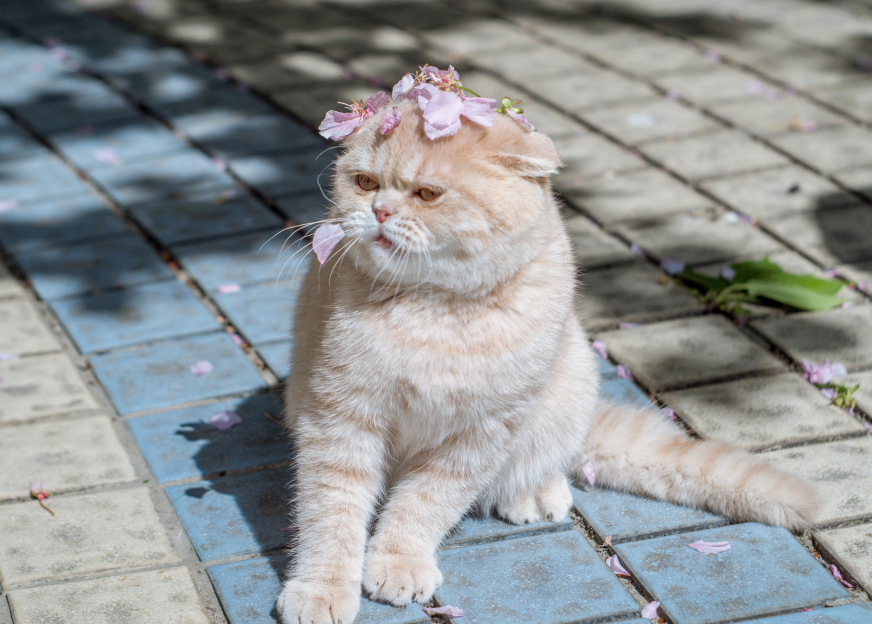 宠物美容考前培训