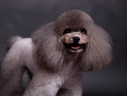 关于宠物美容 关于宠物美容