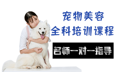 苏州宠物美容全科培训课程