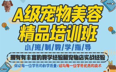 苏州A级宠物美容精品培训班