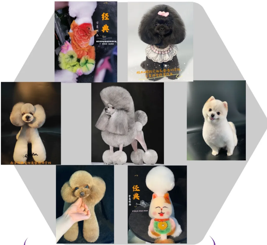 经典宠物美容学校 经典宠物美容学校